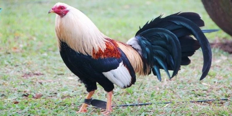 Dòng Gà Sweater - Giống Chiến Kê Thần Đá Hay Đẳng Cấp Nhất 4 Dòng Gà Sweater