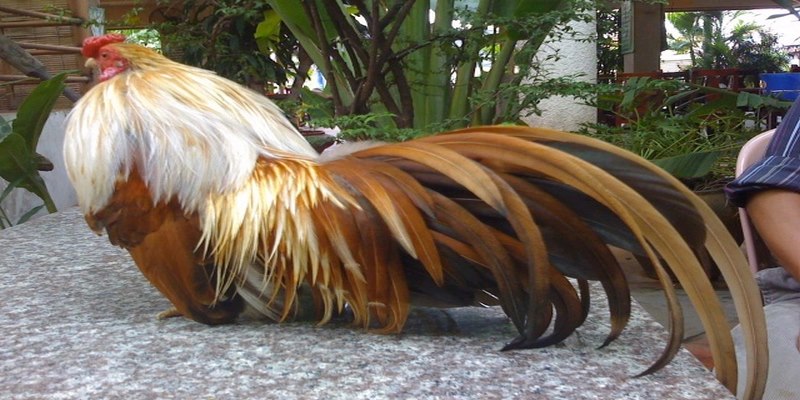 Gà Phoenix Lai Tân Châu Và Những Điều Quan Trọng Cần Biết 6 Gà Phoenix Lai Tân Châu