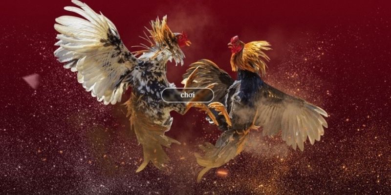 Hướng dẫn cách chơi đá gà - Trò chơi giải trí kiếm lời hiệu quả 6 huong dan cach choi da ga 3